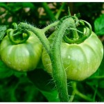 carolyn's tomatoes cl